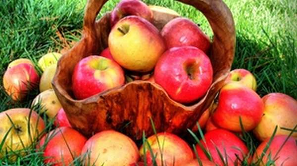 Польза и вред яблок в разных видах для организма человека